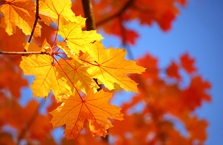 Photographing Fall Foliage - Erin ManningErin Manning